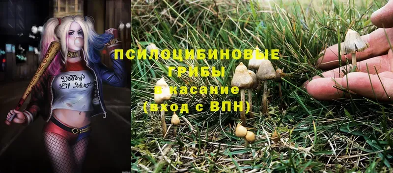 цены   Воронеж  Псилоцибиновые грибы Psilocybe 